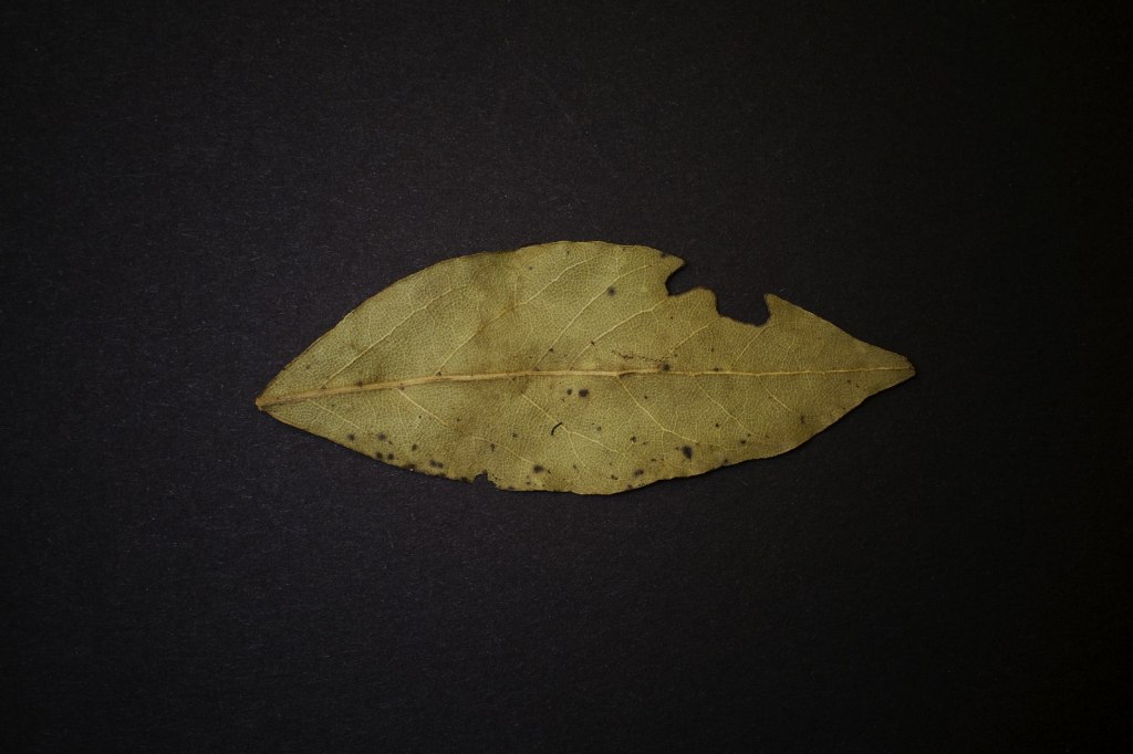 A single dried bay leaf resting on a dark surface, used in a bay leaf full moon release spell
