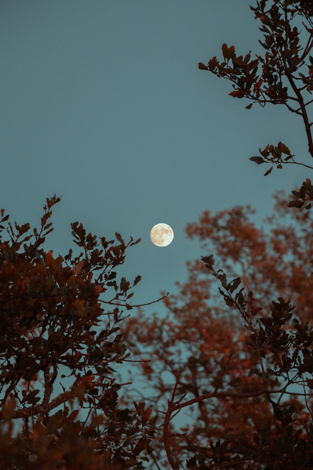How to make moon water: a bright full moon glowing over dark tree silhouettes at night