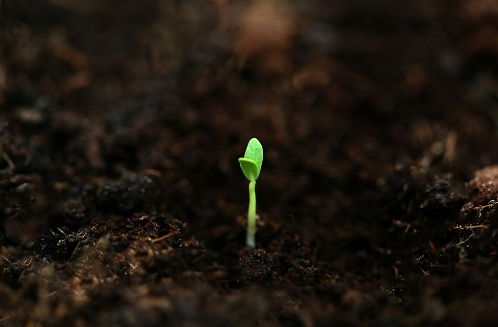 New moon spell for spring: a small green seedling sprouting from the soil