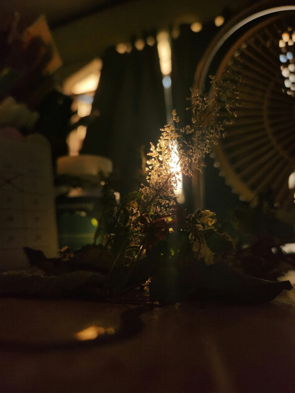 Dried botanicals glowing softly in a dimly lit setting